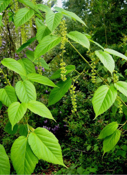 ACER davidii