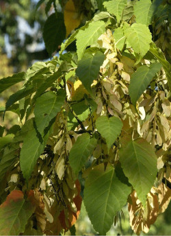 ACER davidii