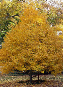 ACER davidii