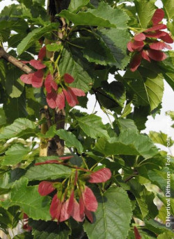 erable-de-lamour-acer-ginnala-2.jpg