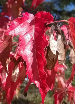 ACER ginnala