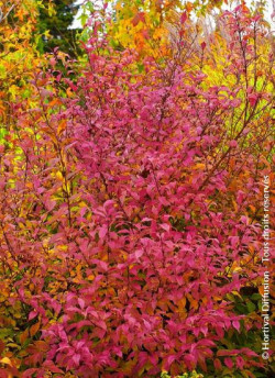 CALLICARPA bodinieri PROFUSION