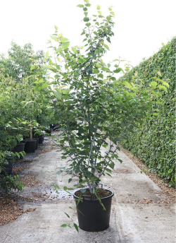 ACER davidii VIPER En pot de 70-90 litres cépée hauteur 250-300 cm