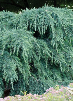 topiaire-cedre-de-lhimalaya-pleureur-cedrus-deodara-feeling-blue.jpg