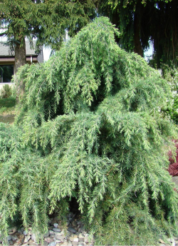 topiaire-cedre-de-lhimalaya-pleureur-cedrus-deodara-feeling-blue-2.jpg