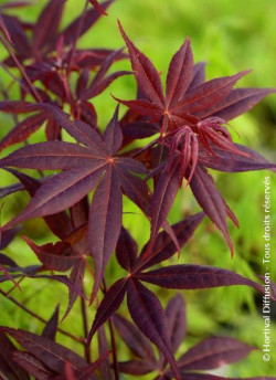 ACER palmatum FIREGLOW