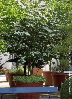 CORNUS florida