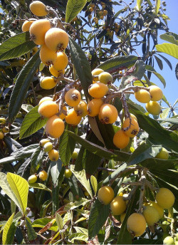 ERIOBOTRYA japonica