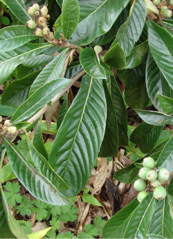 ERIOBOTRYA japonica