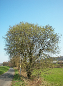 saule-marsault-salix-caprea-2.jpg