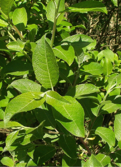 saule-marsault-salix-caprea-1.jpg