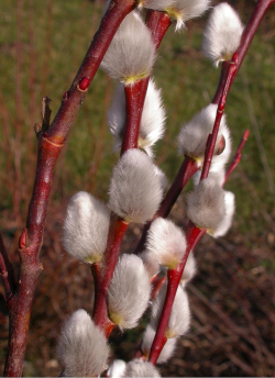 saule-marsault-salix-caprea.jpg