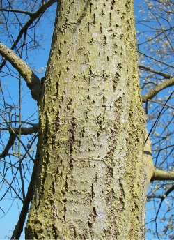 saule-marsault-salix-caprea-3.jpg