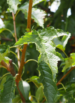 MALUS toringo
