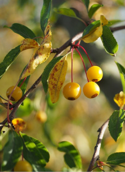 MALUS toringo