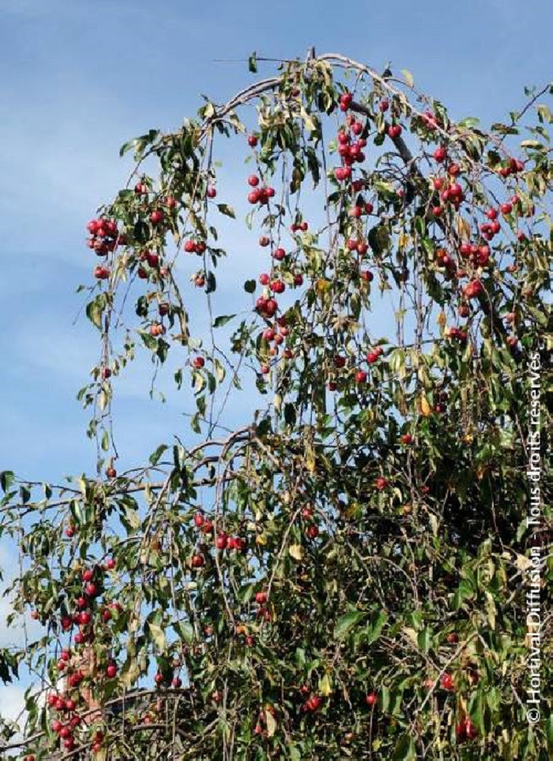 MALUS ECHTERMEYER