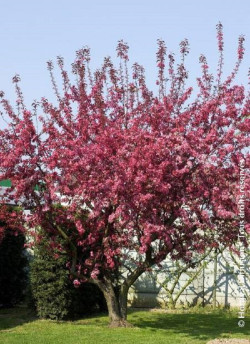 MALUS ROYALTY