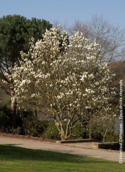 MAGNOLIA MANCHU FAN