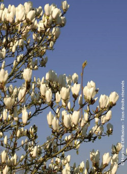 MAGNOLIA MANCHU FAN