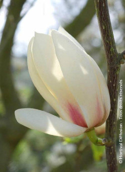 MAGNOLIA MANCHU FAN