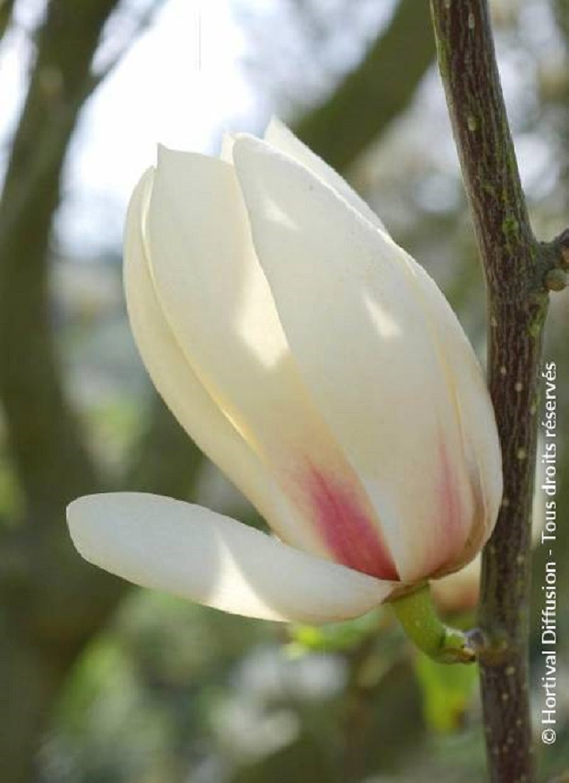MAGNOLIA MANCHU FAN