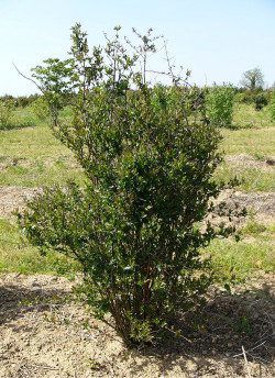 ABELIA grandiflora