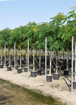 ALBIZIA julibrissin OMBRELLA En pot de 35-50 litres tige hauteur du tronc 190-210 cm circonférence du tronc 12-14 cm