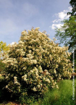 PHOTINIA fraseri RED ROBIN