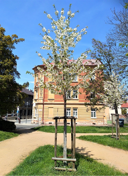 PRUNUS avium PLENA