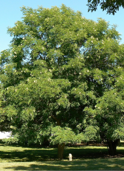 GYMNOCLADUS dioicus