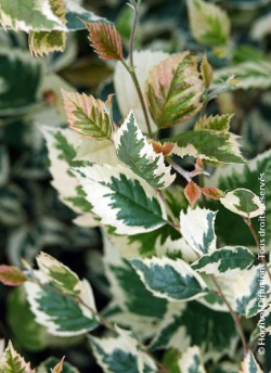 BETULA nigra SHILOH SPLASH