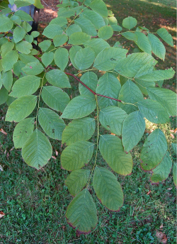 CLADRASTIS kentukea