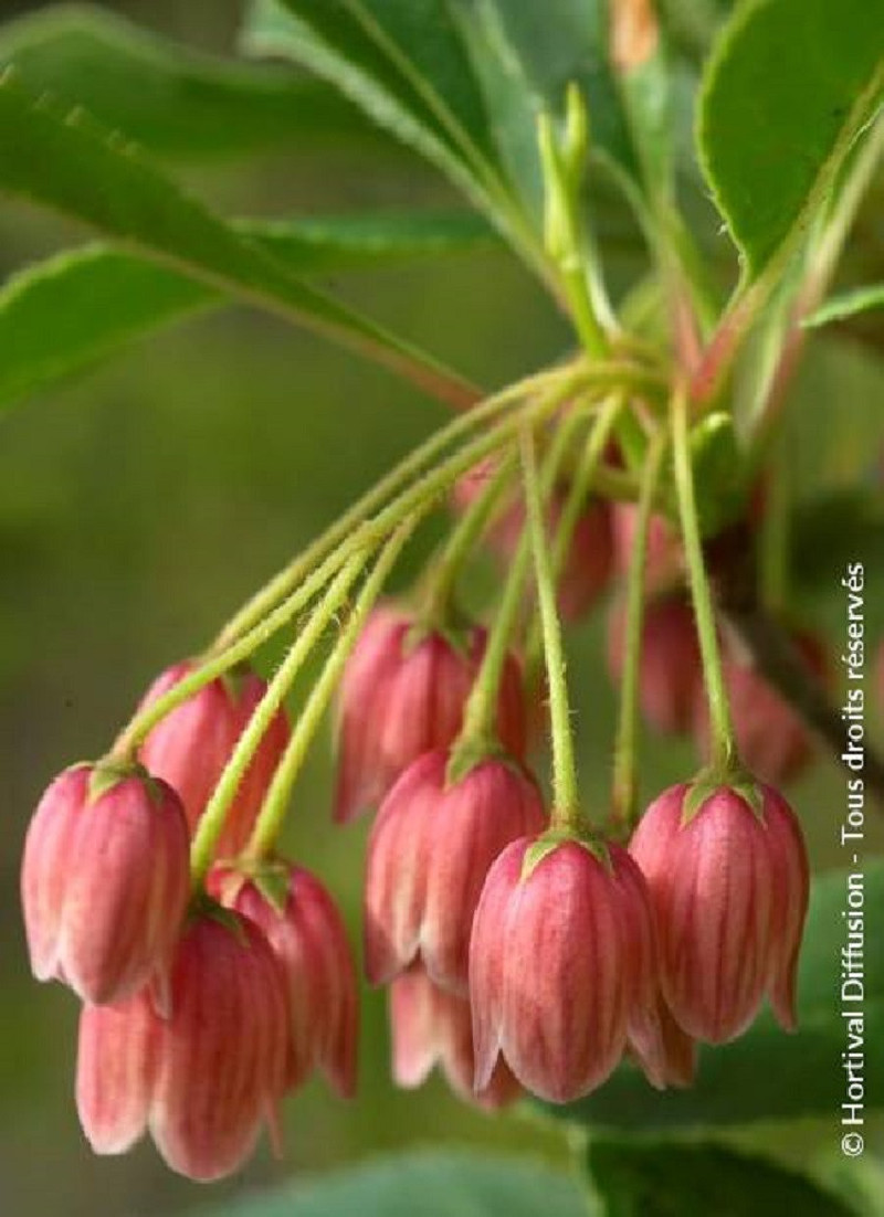 ENKIANTHUS campanulatus