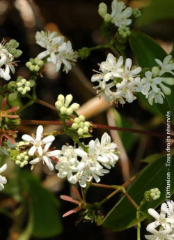 HEPTACODIUM miconioides