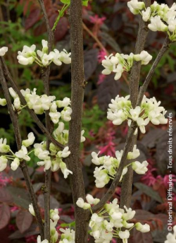 CERCIS canadensis ROYAL WHITE