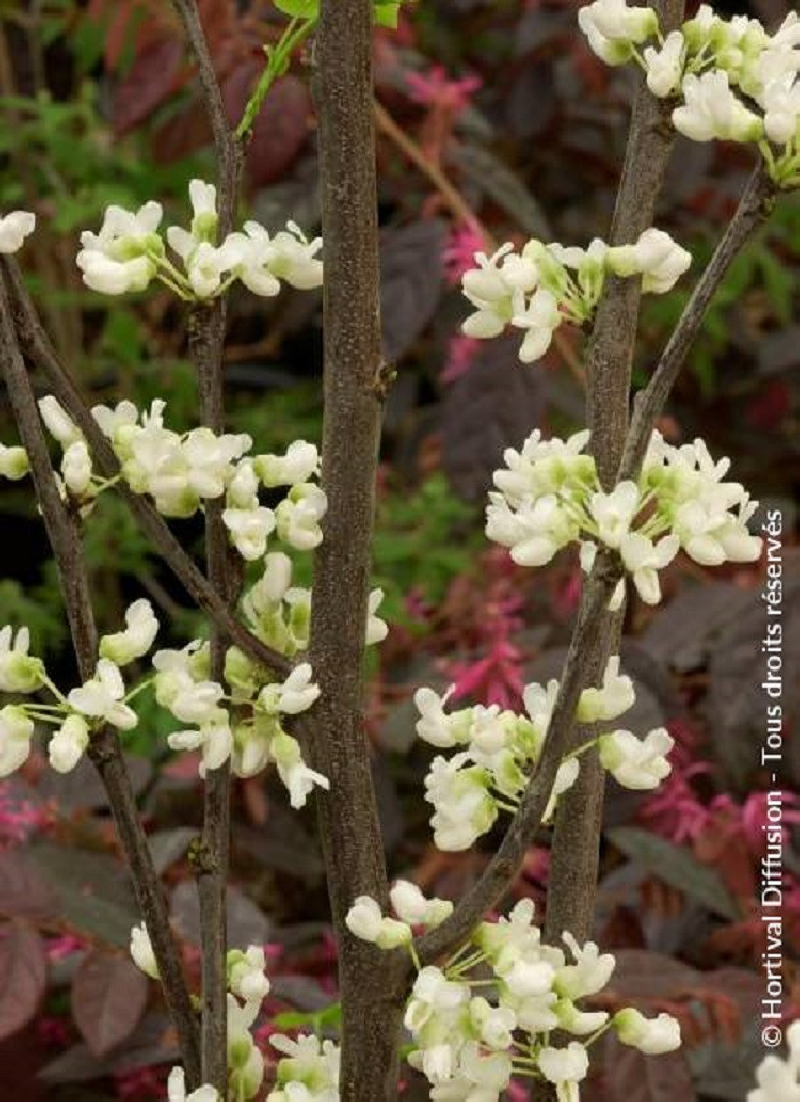 CERCIS canadensis ROYAL WHITE