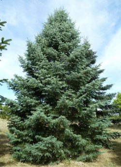 sapin-du-colorado-abies-concolor-1.jpg