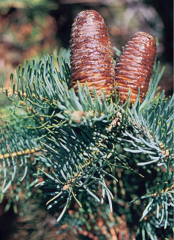 sapin-du-colorado-abies-concolor.jpg