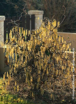 CORYLUS avellana CONTORTA