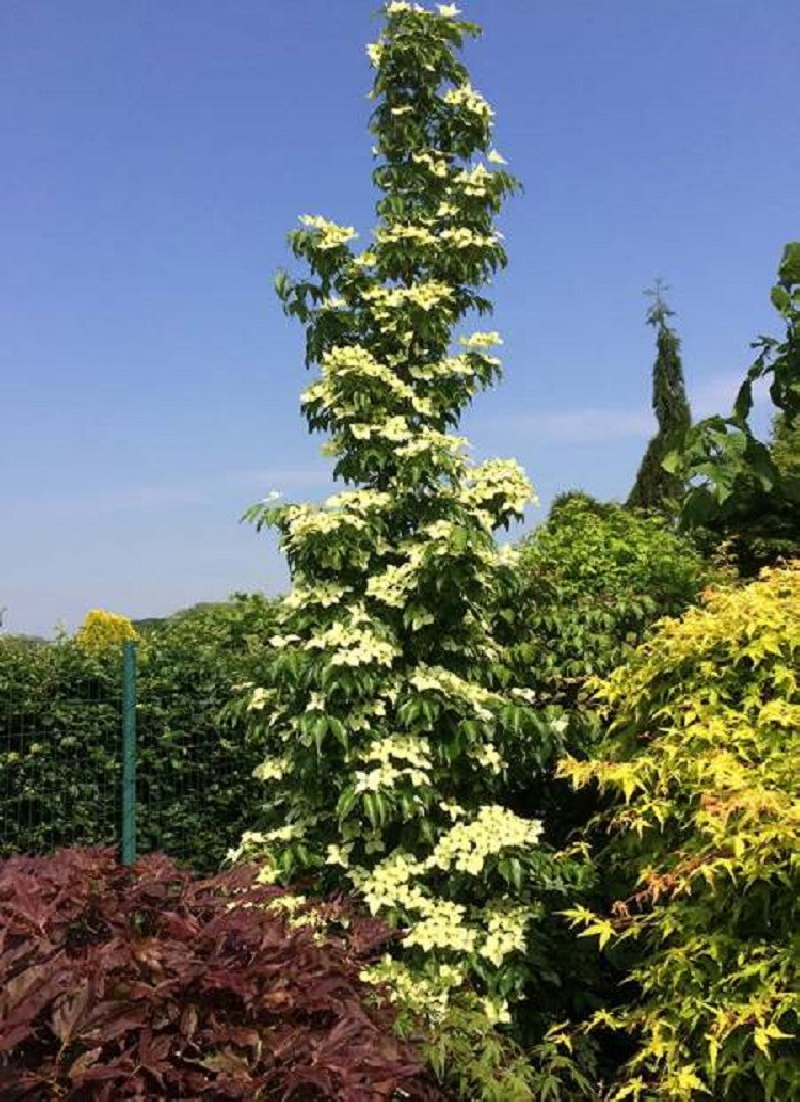 CORNUS kousa FLOWER TOWER