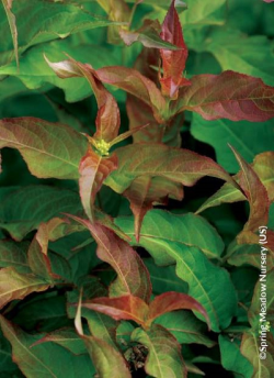 diervillee-kodiak-red-diervilla-splendens-kodiak-red-1.jpg