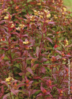 diervillee-kodiak-red-diervilla-splendens-kodiak-red.jpg