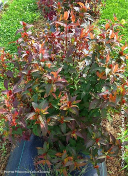 diervillee-kodiak-red-diervilla-splendens-kodiak-red-2.jpg