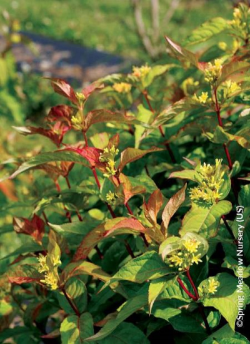 diervillee-kodiak-orange-diervilla-splendens-kodiak-orange-1.jpg