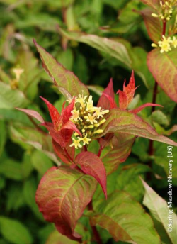 diervillee-kodiak-orange-diervilla-splendens-kodiak-orange.jpg