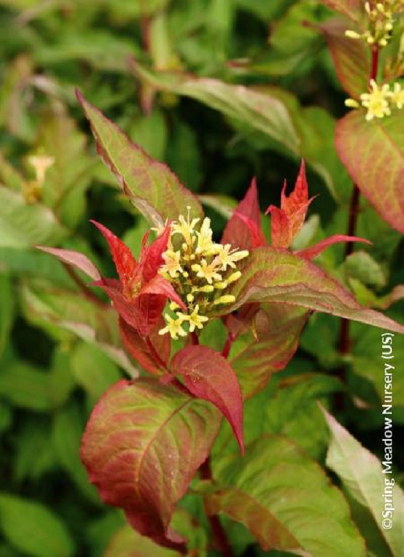 diervillee-kodiak-orange-diervilla-splendens-kodiak-orange.jpg