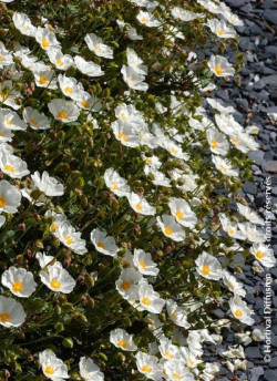 CISTUS corbariensis