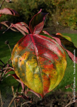CORNUS VENUS
