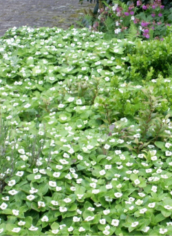 CORNUS canadensis