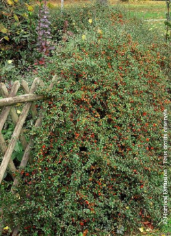 COTONEASTER dammeri SKOGHOLM